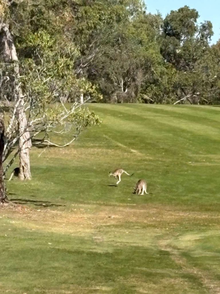 Kangaroos on the Course