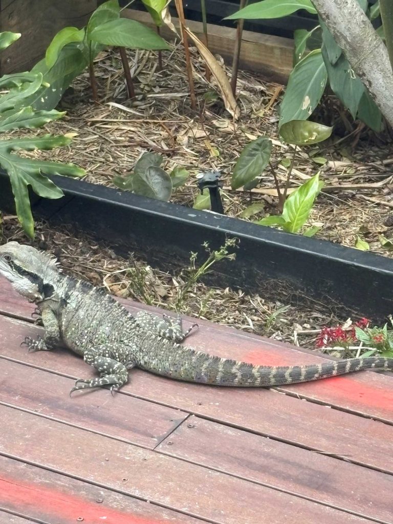 Visitor on the deck